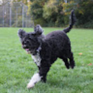 Meet your Posher, Mavis